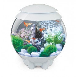 Table basse aquarium maxi zoo